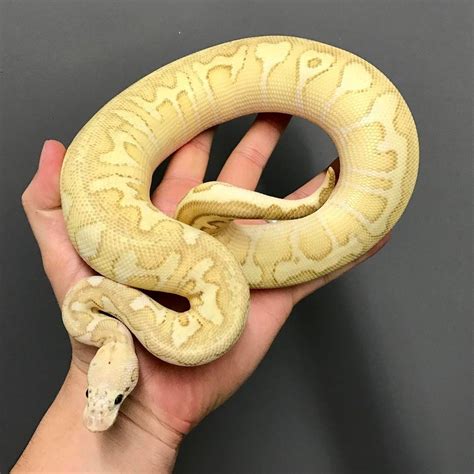 ball python pastel clown|clown ball morph pictures.